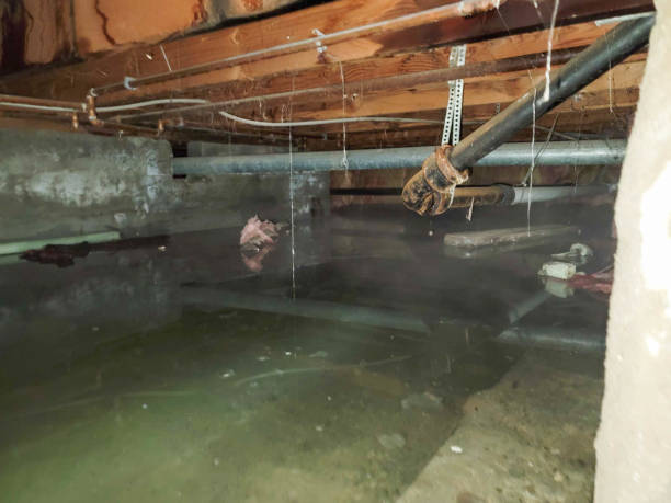 Best Water damage contractors near me  in Lumberton, TX
